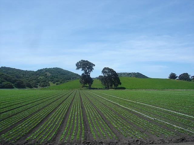 Cultivated fields and green hills near Greenfield, California